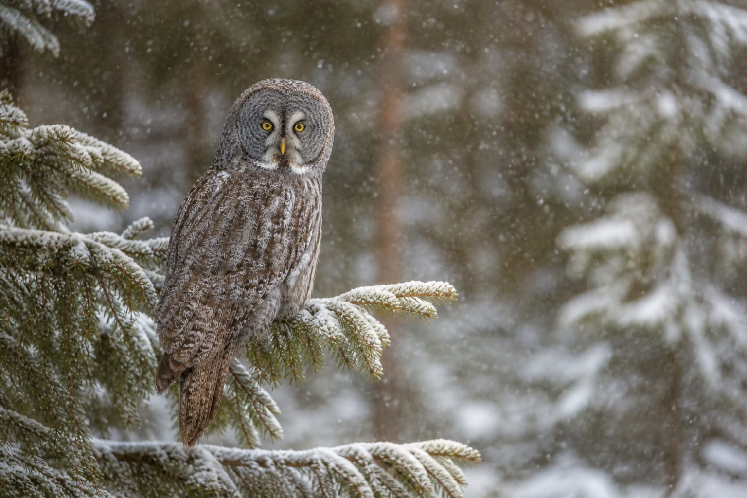 Great Grey owl in the forest. Made by AI.